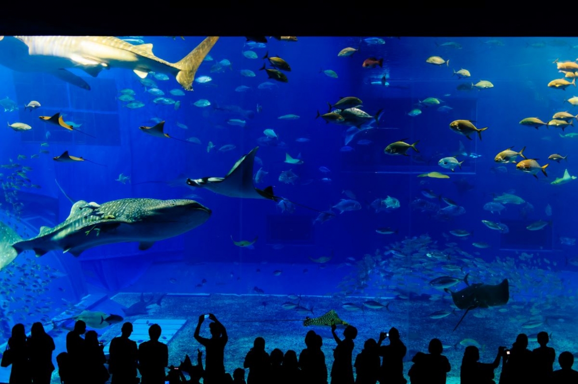 日本沖繩美麗海水族館